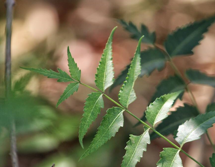 Control Orgánico de Plagas con Azadiractina, un Regalo de la Naturaleza